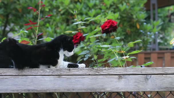 Katze legt sich auf Zaungeländer — Stockvideo