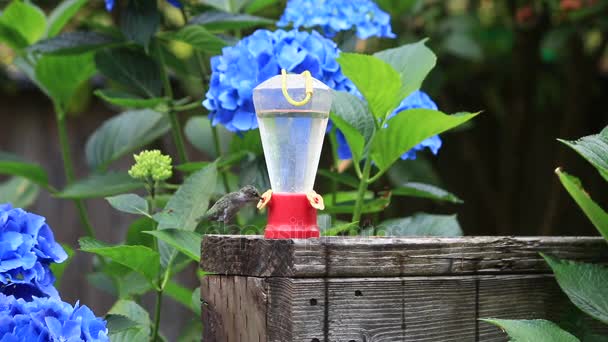 Slowmotion humming bird dricka från feeder — Stockvideo