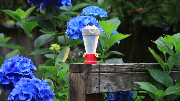 Humming bird vliegen naar feeder voor hortensia 's — Stockvideo