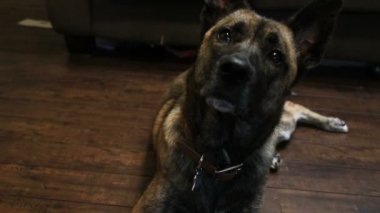 Büyük köpek için yalvarıyor davranır