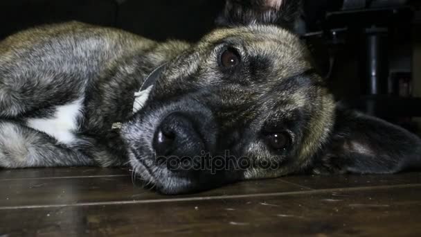 Großer Hund blinzelt und entspannt auf dem Boden — Stockvideo