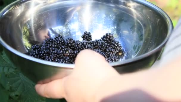 Dropping berries in silver bowl — Stock Video