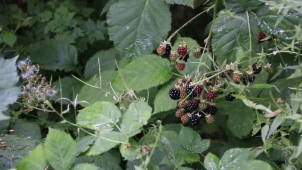 Shaking black berry bushes and weeds — Stock Video