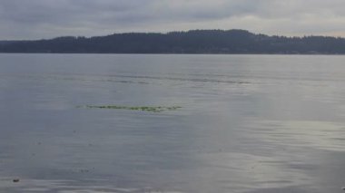 sabah su parlak yeşil yosun