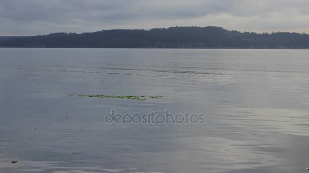 varech vert vif sur l'eau du matin 