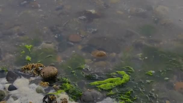 Bernikle na brzegu skały — Wideo stockowe