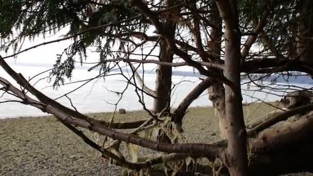 Закрыть дерево на берегу — стоковое видео