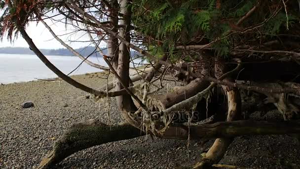 Alga imbianchita essiccata su albero — Video Stock