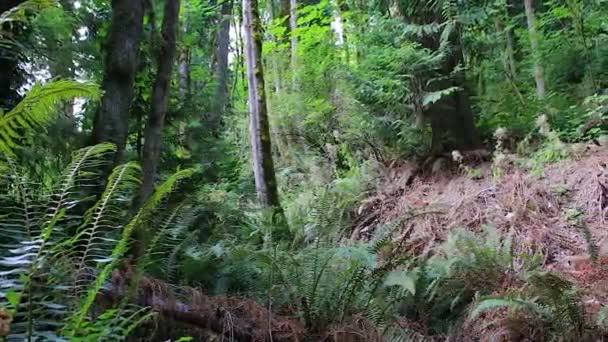 Zone sèche dans une forêt luxuriante — Video