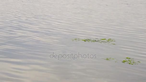 Зеленая ламинария вдоль светящейся воды — стоковое видео