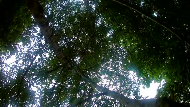 Листя і верхівки дерев на фоні неба — стокове відео