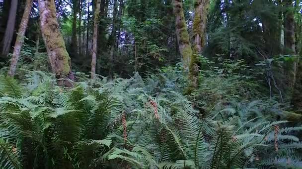 长满青苔的树干的蕨类植物 — 图库视频影像