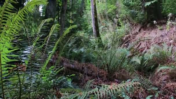ふもとの熱帯雨林のシダ — ストック動画