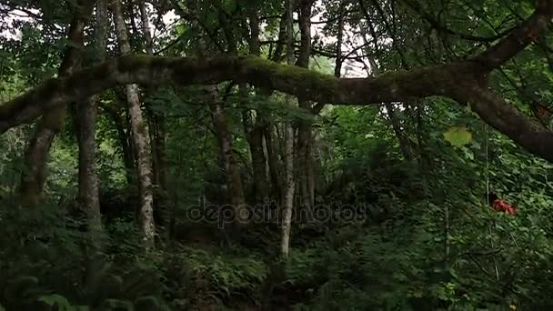 Las copas de los árboles hasta escaleras de piedra — Vídeos de Stock