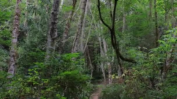 Вид с тропы на верхушки деревьев — стоковое видео