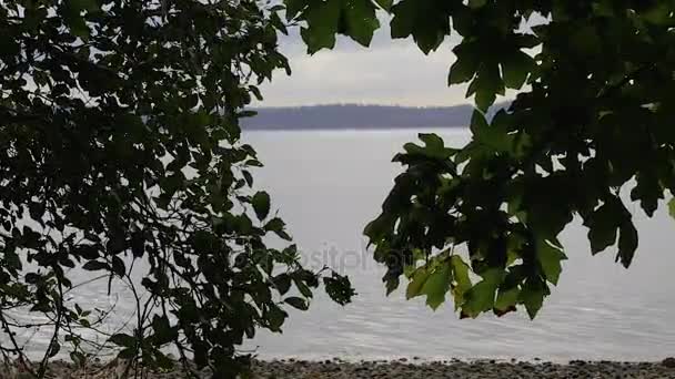 Blick auf Puget Sound durch Blätter — Stockvideo