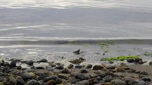 Eau salée tôt le matin — Video