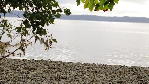 Playa de piedra con hojas — Vídeos de Stock