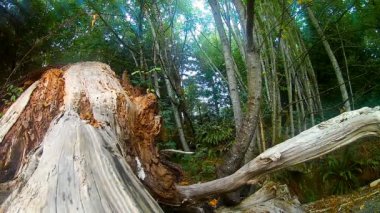 çürüyen dalgaların karaya attığı odun orman boyunca