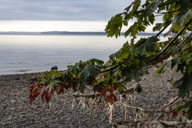 kurutulmuş yosun ile akçaağaç yaprakları