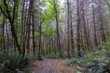 orman yolu boyunca ince ağaçlar