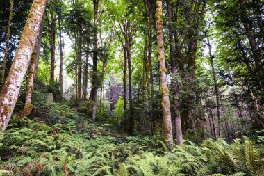 uzun boylu ağaçlar altında büyüyen yoğun eğreltiotu