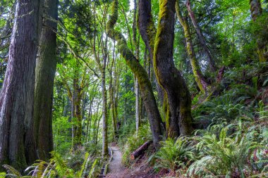 bir yolun uzun yosunlu ağaçlar