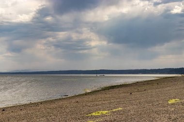 yeşil yosun bir taş kıyı kurutma