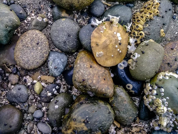 Pedras coloridas e conchas na costa — Fotografia de Stock