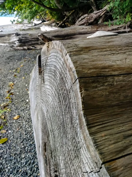 Final del tronco de madera a la deriva a lo largo de la playa costera — Foto de Stock