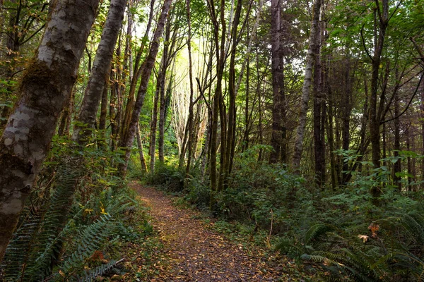 bir yağmur ormanı yolundan