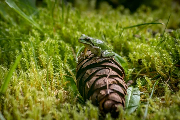 Petite grenouille verte sur cône de pin — Photo