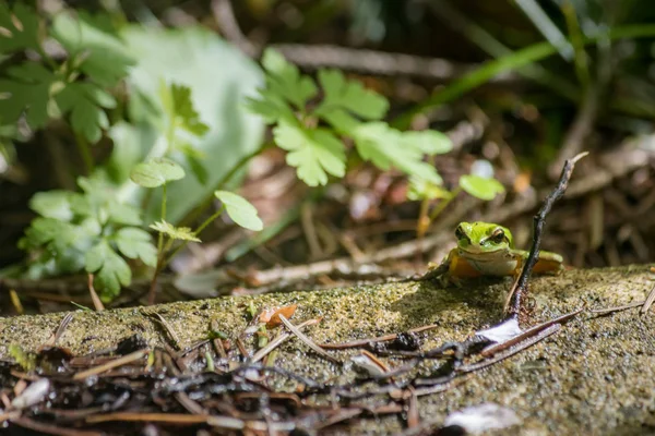 Petite grenouille sur le bord chute bordure — Photo