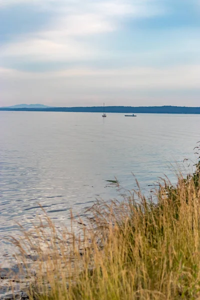 Море трави вздовж Puget sound — стокове фото