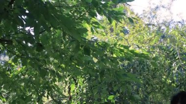 hücre ile tavada geçmiş yavaş çocuk yürüyor