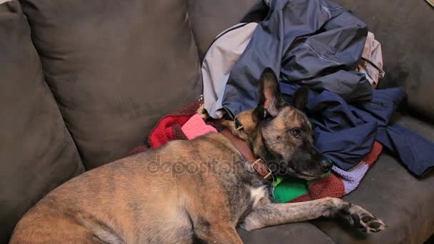 Ξύσιμο σκυλιά πρόσωπο στον καναπέ — Αρχείο Βίντεο