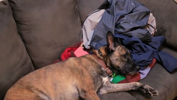 Scratching dogs face on laundry — Stock Video