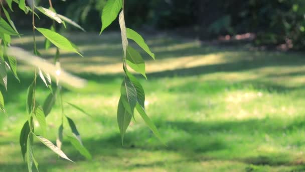 Llorando rama de cerezo soplando en el patio — Vídeos de Stock