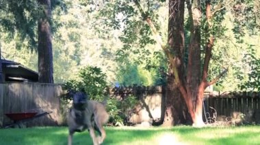 tazı yarışlarına altında bush topu almak için