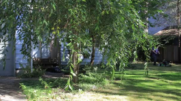 Brise à travers les arbres le jour de travail d'été — Video