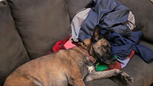 Dog sleeping on sofa laundry pays attention — Stock Video