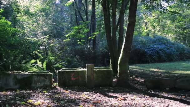 Fille et chien se réveillent dans le parc — Video