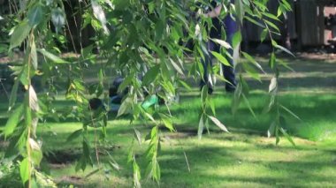 kiraz asılı arkasında biçme