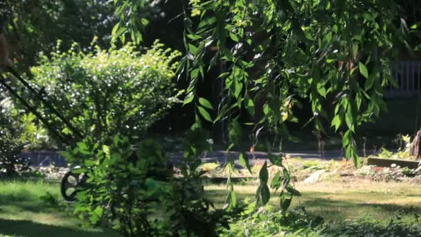 Slåtter gården bakom bush och willow — Stockvideo