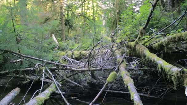 Panoramique à travers le réseau d'arbres tombés — Video