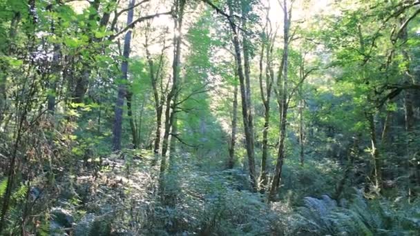 Panning diagonalmente através da floresta iluminada pelo sol — Vídeo de Stock