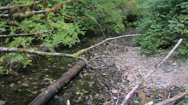 Panning ao longo de riacho florestal e para cima — Vídeo de Stock
