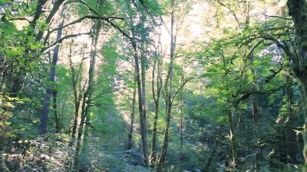 Panning rapidamente para a direita na floresta — Vídeo de Stock