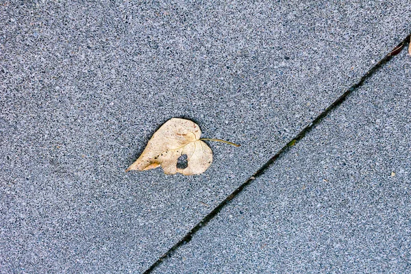 Frunze de inimă galbenă — Fotografie, imagine de stoc