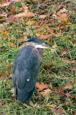 sonbaharda mavi balıkçıl